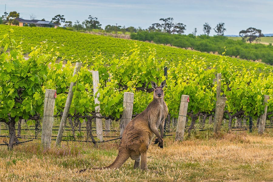 vineyard with kangaroo